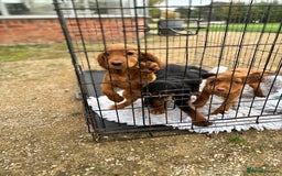 Cocker Spaniel dogs for sale: Working cocker spaniel - champion bloodlines  - Image 16