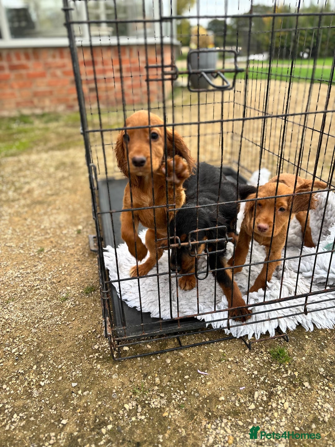 Cocker Spaniel dogs for sale: Working cocker spaniel - champion bloodlines  - Image 16