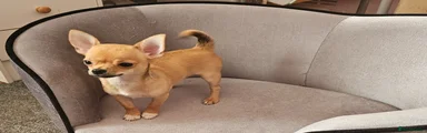 💜 Fox Red Smooth‑Coat Chihuahua Puppy – Fun, Friendly & Full of Character ✨