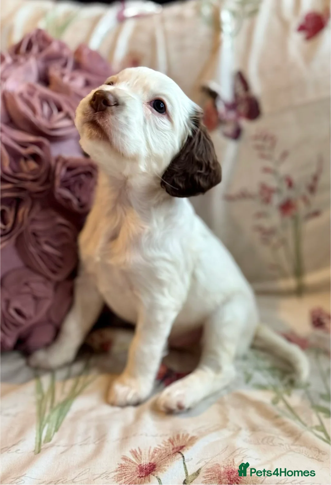 Sprocker dogs for sale: Beautiful Sprocker Spaniel pups  - Advert 10