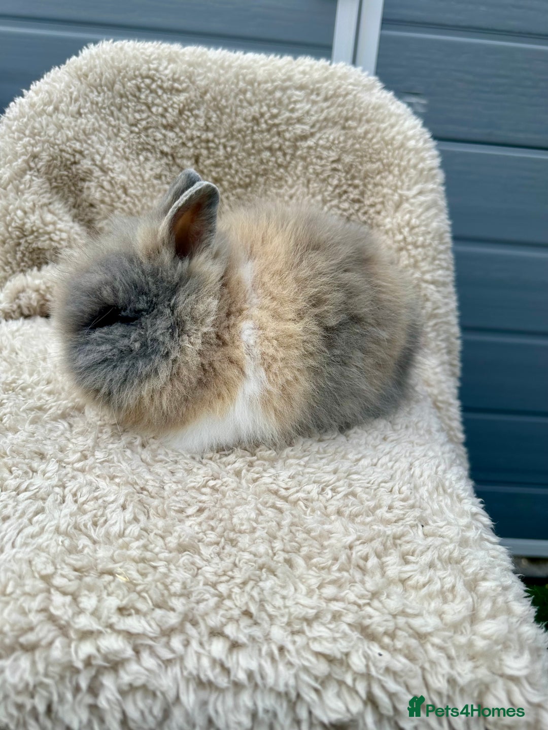 Lionhead rabbits for sale: Lionheads baby Bunnies  - Image 6
