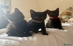 British Shorthair cats for sale: 5 BSH kittens (Grey Kitten GONE) - Image 28