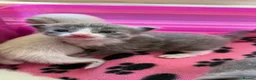 Ragdoll cats for sale: Stunning Ragdoll kittens Blue Colourpoint  - Advert 14