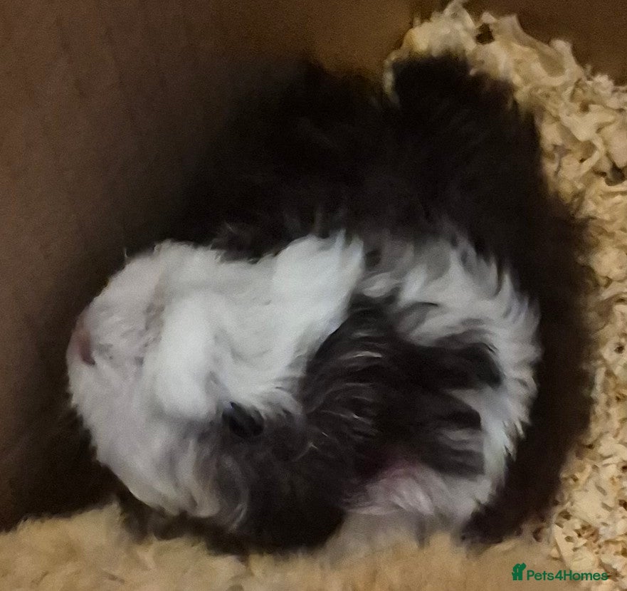 Guinea Pig rodents I have selection baby piggies from pure to x bred - Advert 22