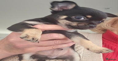 Chihuahua dogs Beautiful Tiny Blue Chihuahuas - Advert 15