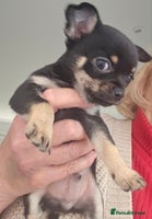 Chihuahua dogs Beautiful Tiny Blue Chihuahuas - Advert 2