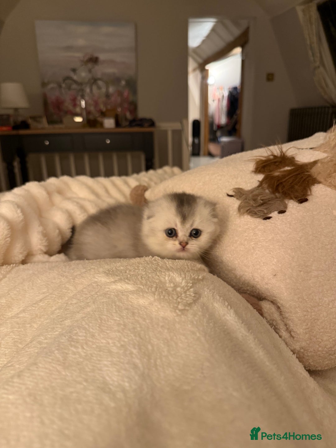 Scottish Fold cats for sale: Tica registered Scottish folds - Advert 2