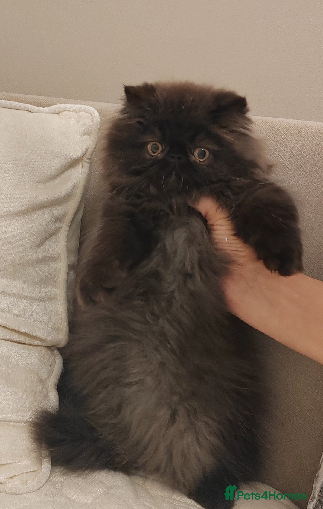 Persian cats for sale: Exotic Persian Kittens / last one baby boy in Romford - Image 2