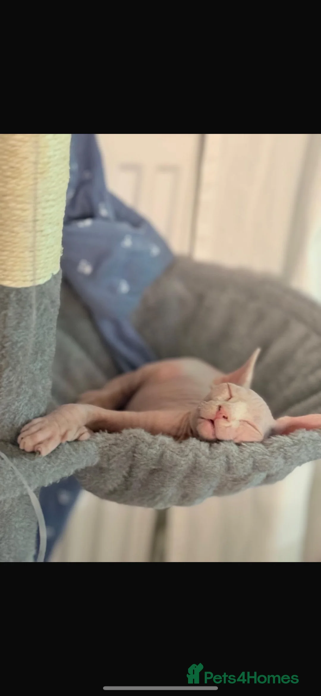 Sphynx cats for sale: Loving boy looking for forever home  - Advert 2