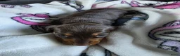 Dachshund dogs for sale: Beautiful littler of pedigree mini Dachshunds  - Advert 13