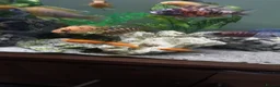 Cichlids fish for sale: Red zebra / orange malawi in South Shields - Advert 6