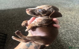 Mixed Breed dogs for sale: Girl chiweenie  - Image 5