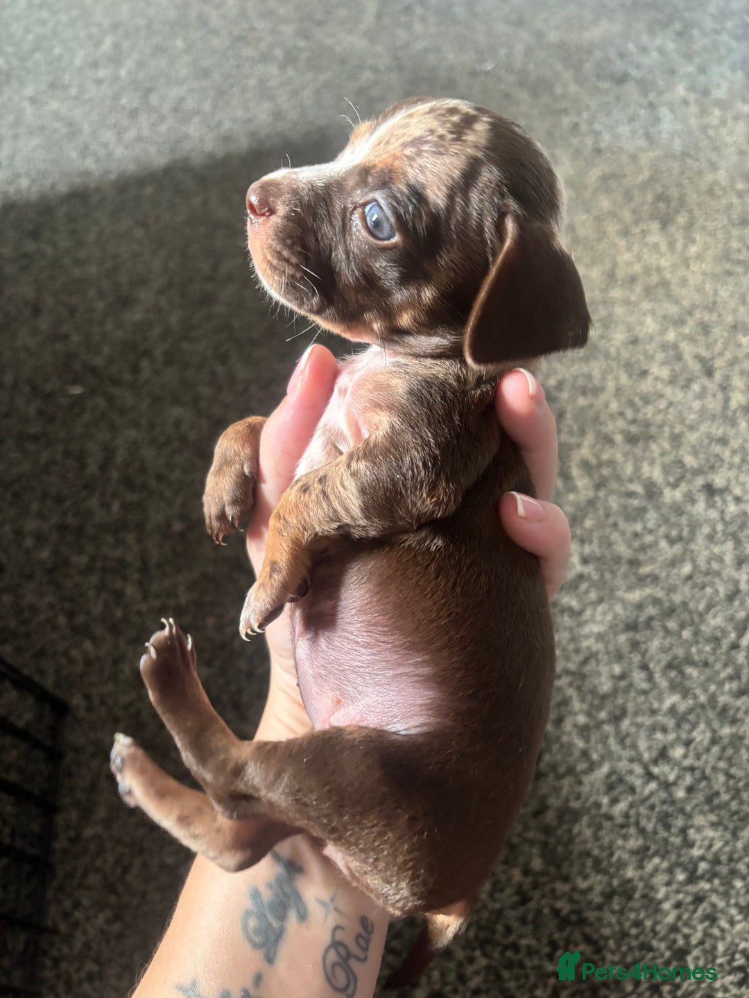 Mixed Breed dogs for sale: Girl chiweenie  - Image 5