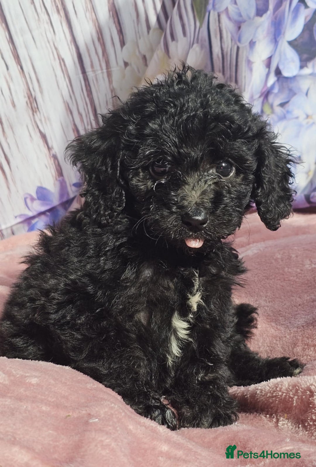 Cockapoo dogs for sale: sable & phantom & tri colour cockapoo puppies  - Image 37