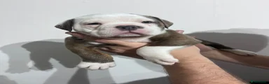 Olde English Bulldogge Puppy 2