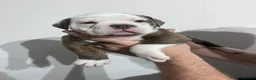 Olde English Bulldogge dogs for sale: OLDE ENGLISH BULLDOGGE PUPS, READY TO GO,NEBBR REG - Advert 15