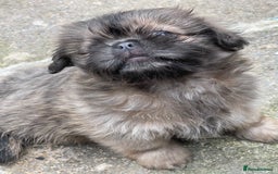 Shih Tzu dogs for sale: Shih Tzu Coloured Pups Standard x Imperial  - Image 9