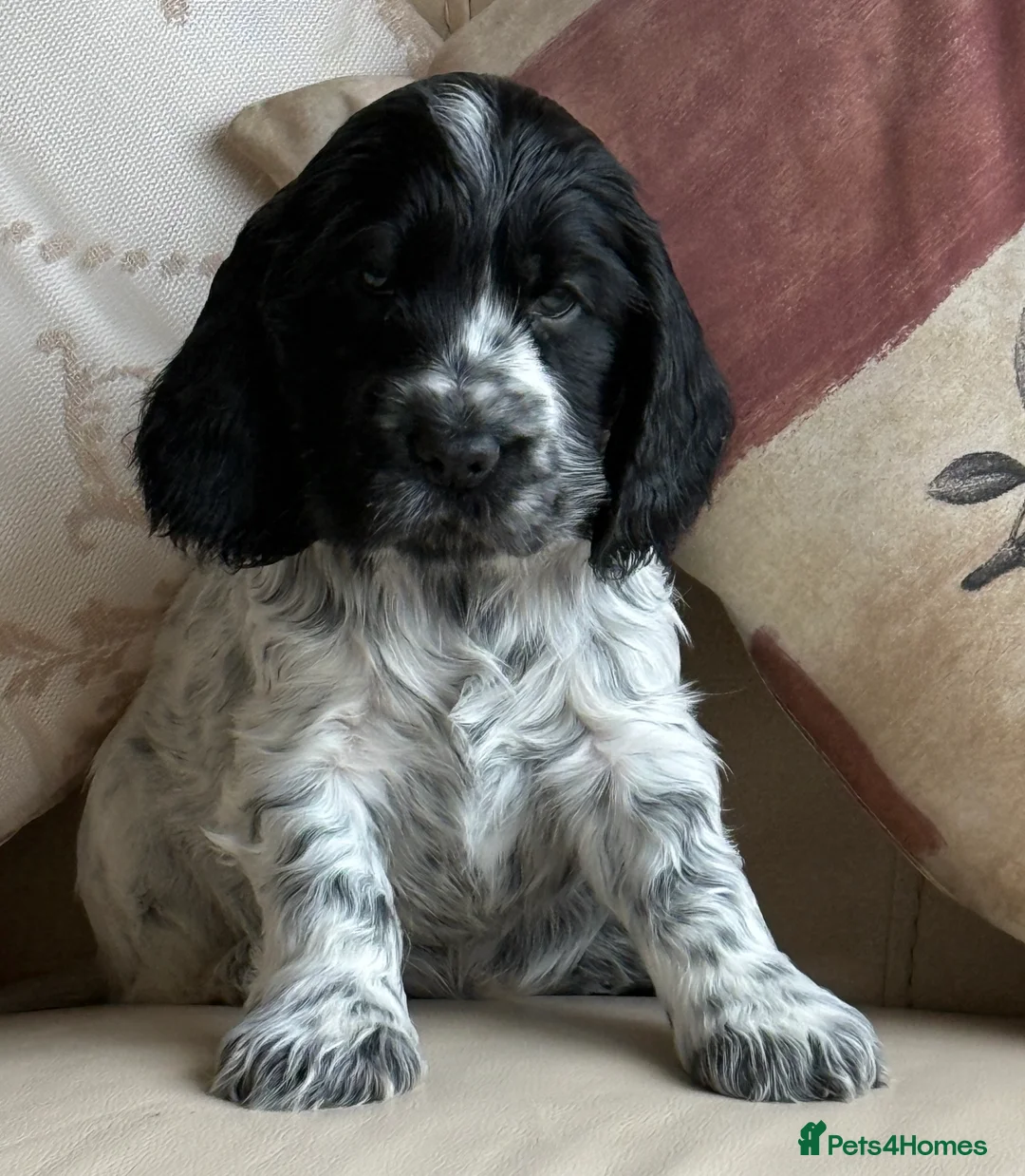 Cocker Spaniel dogs for sale: Exceptional Blue Roan Cocker Spaniel Puppies - Advert 5