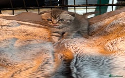Mixed Breed cats for sale: Maine coon x Scottish fold kittens - Image 11