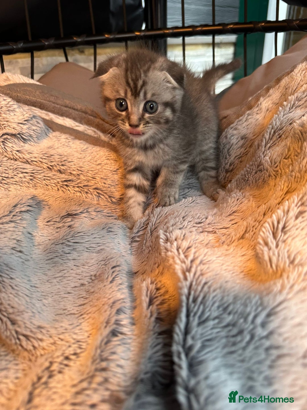 Mixed Breed cats for sale: Maine coon x Scottish fold kittens - Image 11