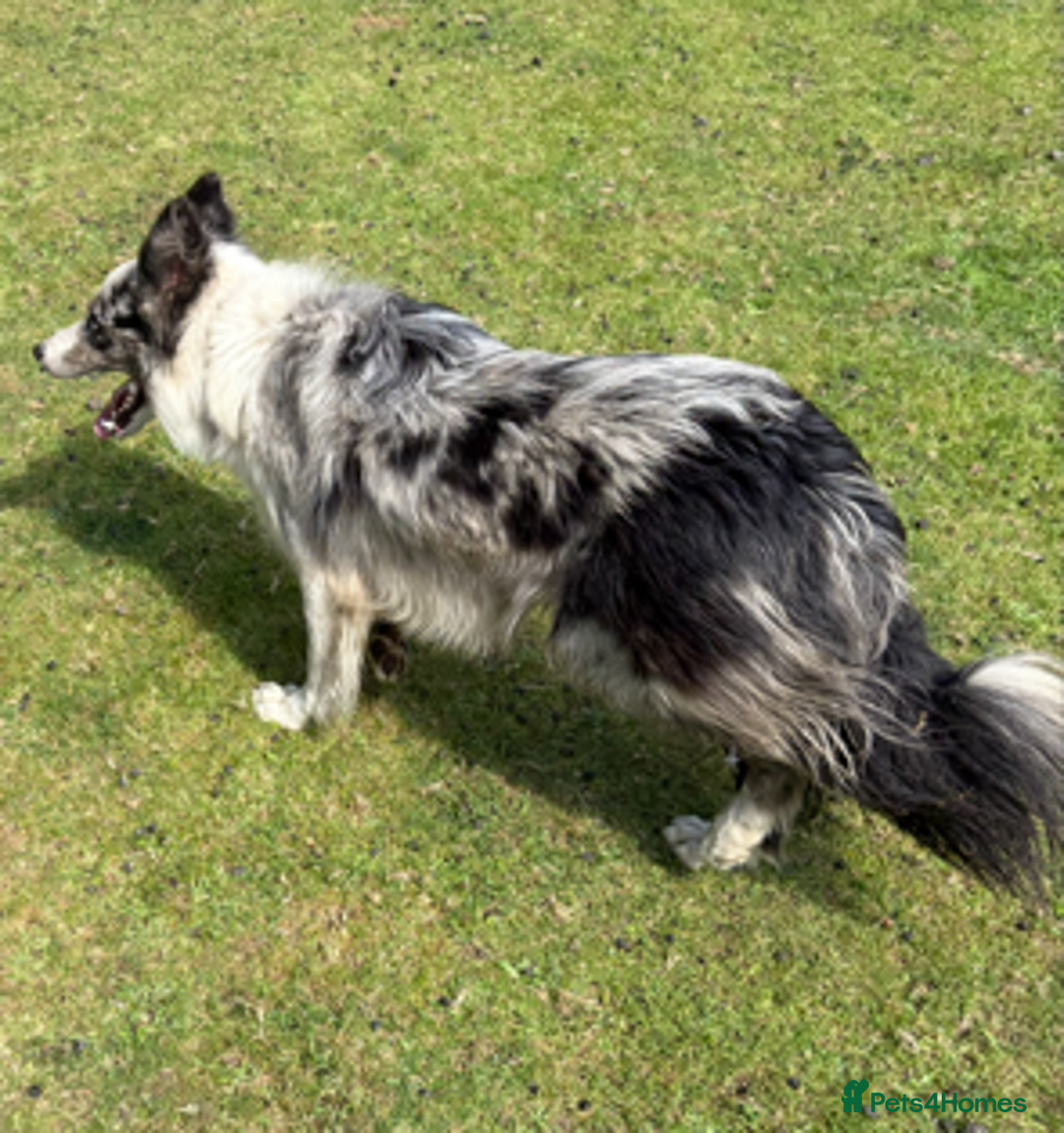 Border Collie dogs for stud: ISDS/KC Registered Blue Merle in Pontypool - Advert 2