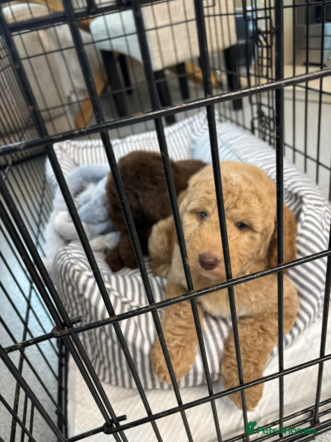 Labradoodle dogs for sale: Miniature Labradoodle puppies - Advert 9