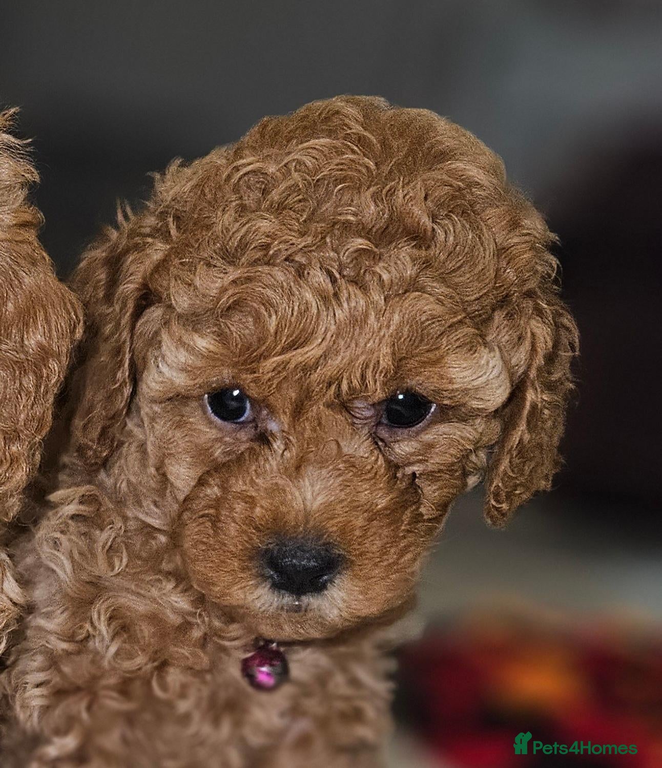 Toy Poodle dogs Licensed breeder kc reg Girl available  - Advert 1