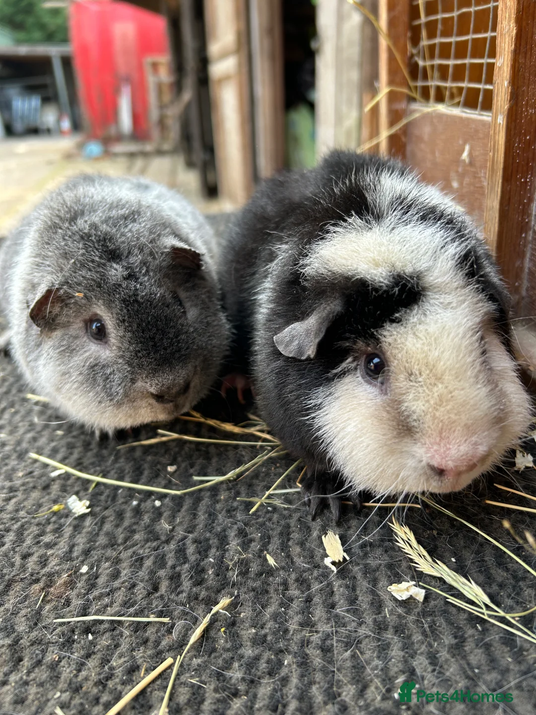 Guinea Pig rodents for sale: Teddy guinea pigs - Advert 1