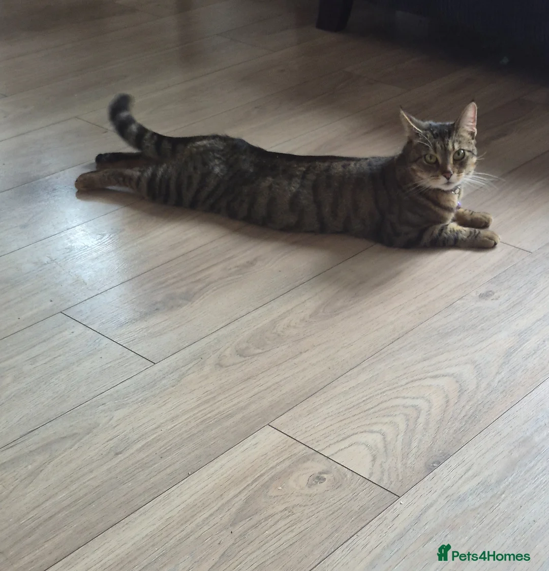 Mixed Breed cats for sale: Tilly - Advert 6
