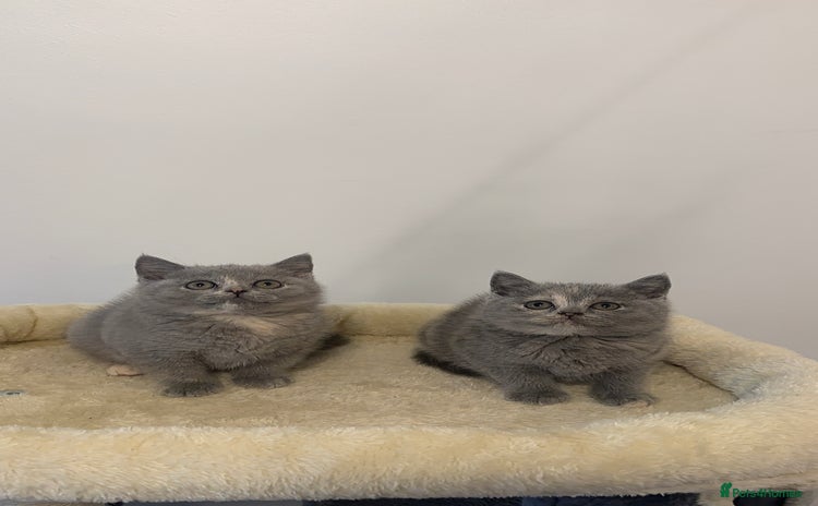 Scottish Fold cats - Advert 4