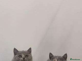 Scottish Fold cats - Advert 2