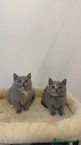 Scottish Fold cats - Advert 4