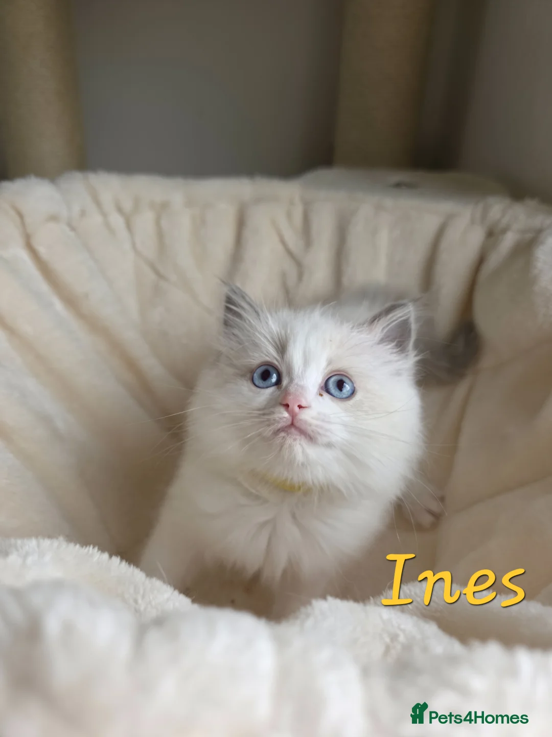 Ragdoll cats for sale:  Ragdoll Kittens FromChampionLines/licence breeder - Advert 15
