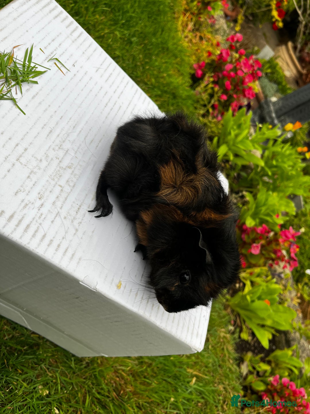 Guinea Pig rodents for sale: Baby boars  - Image 16