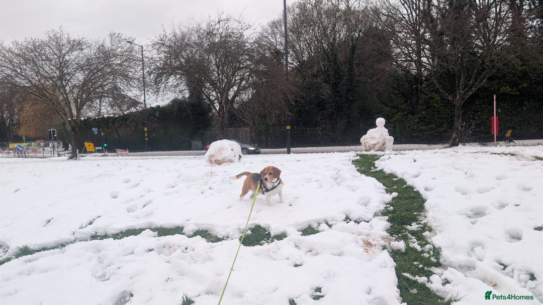 Beagle dogs for stud: Lewis 5 year old Beagle - Advert 2