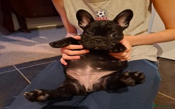French Bulldog dogs for sale: Two puppies French Bulldogs looking for new home! - Image 6