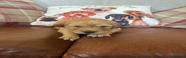 Golden Retriever Puppy 1 - SOLD
