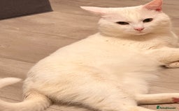 Turkish Angora cats for sale: Meet Niko  White Turkish Angora Very Affectionate  - Image 9