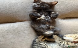 Bengal cats for sale: Gorgeous Bengal / Persian X kittens - Image 22