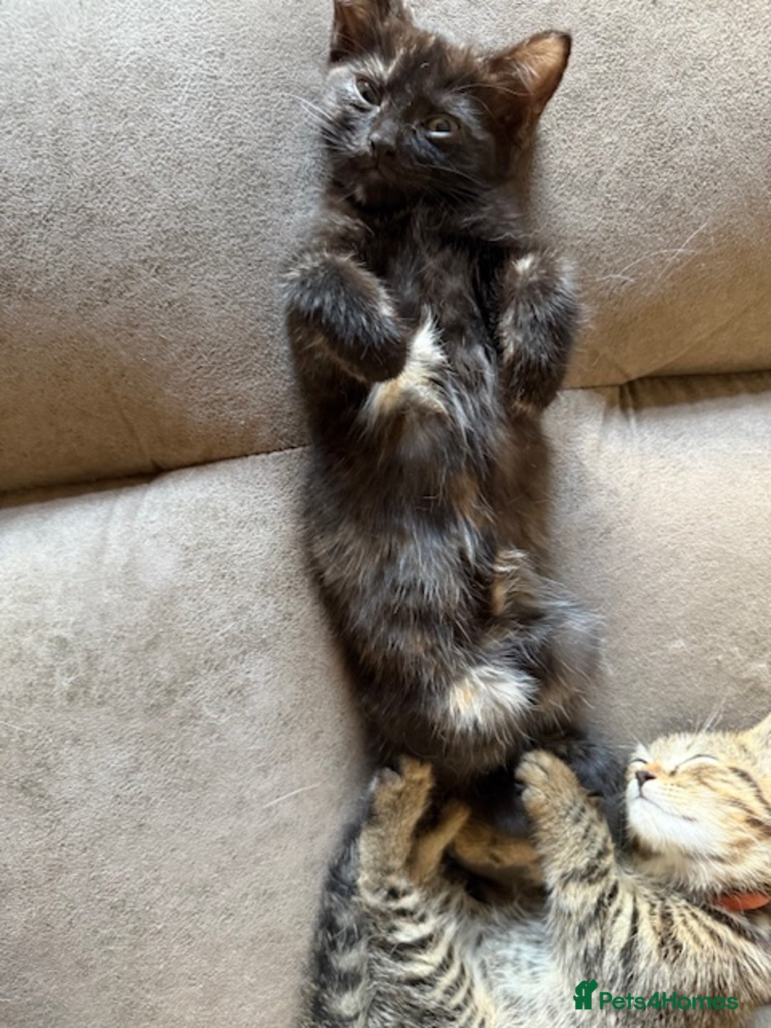 Bengal cats for sale: Gorgeous Bengal / Persian X kittens - Image 22