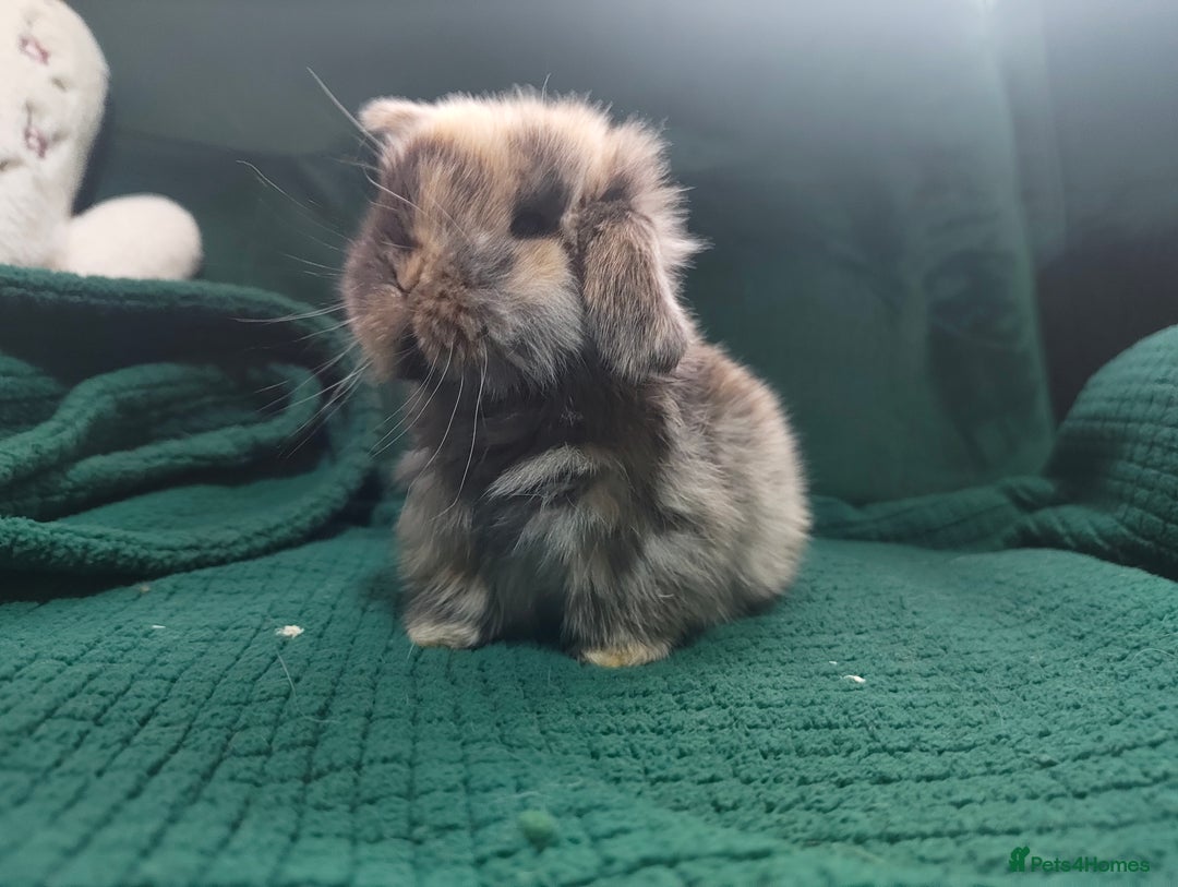 Mini Lop rabbits for sale: Beautiful Harlequin & Tri mini lop does   - Advert 4