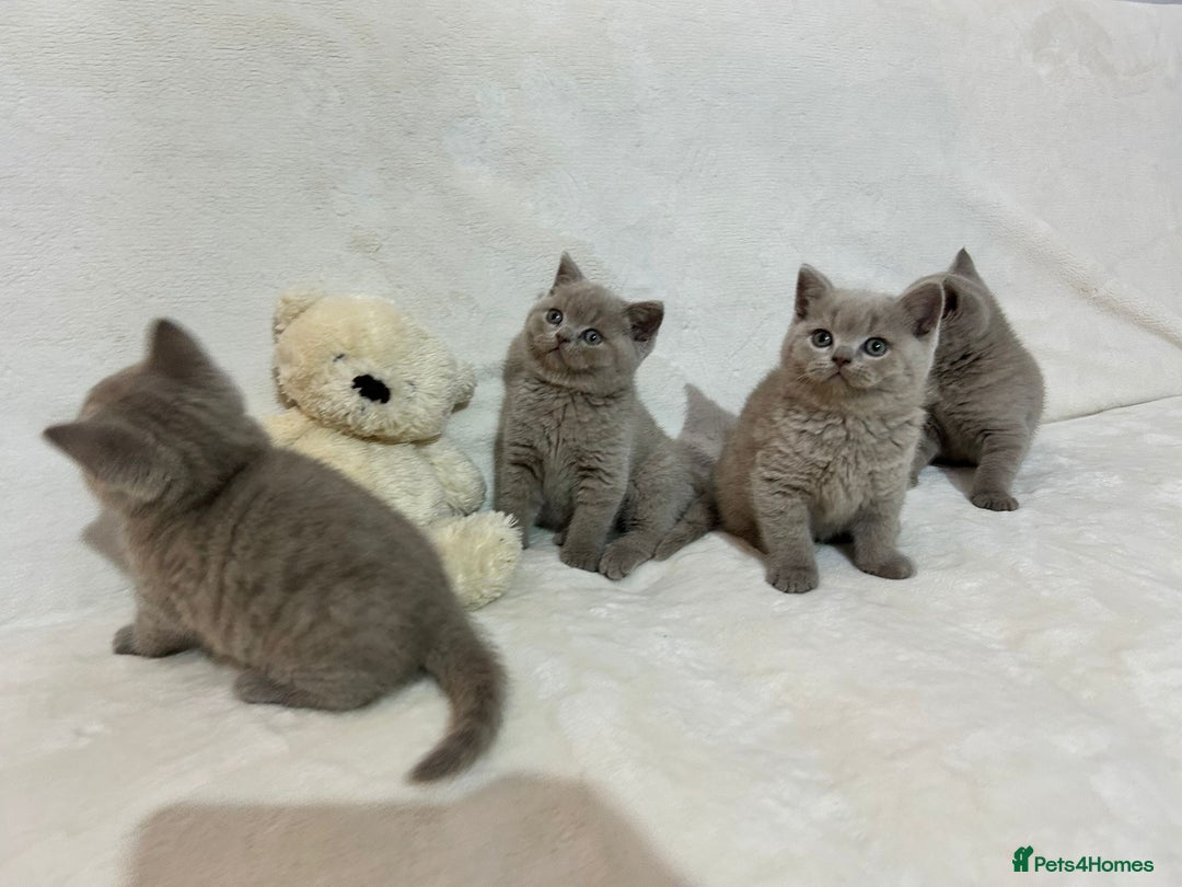 British Shorthair cats for sale: Stunning British Shorthair Lilac are available  - Advert 10