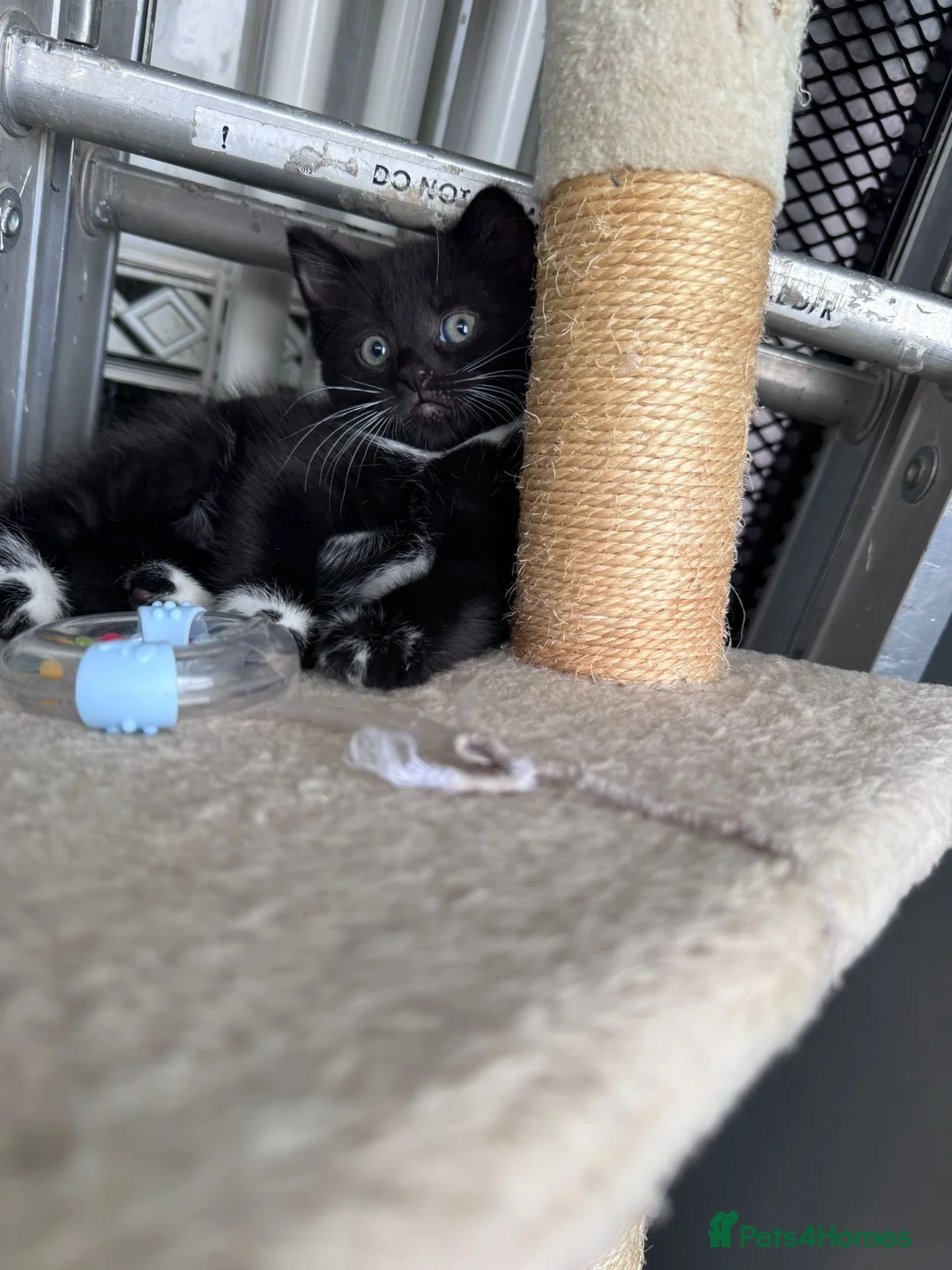 Mixed Breed cats for sale: Kitten  in Dagenham - Advert 2