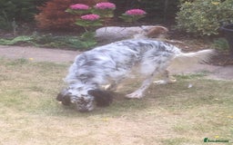 English Setter dogs for adoption: Thor  - Image 15