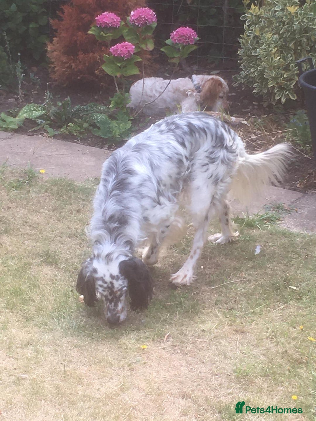 English Setter dogs for adoption: Thor  - Image 15