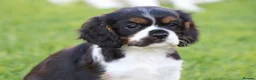 Mixed Breed dogs for sale: Playful Pugalier puppies for sale!  - Advert 8