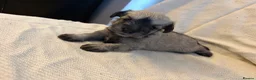 Miniature Schnauzer dogs for sale: 6 beautiful mini schnauzer for sale  - Advert 9