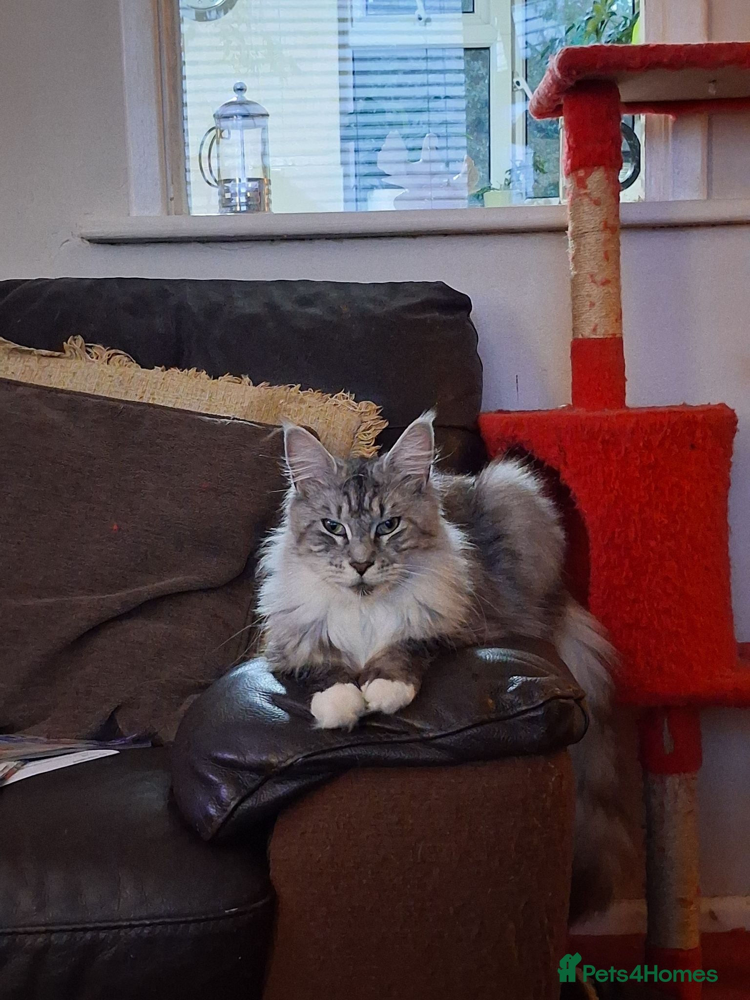 Maine Coon cats Adult  female Maine-coon  - Advert 1