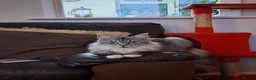 Maine Coon cats for sale: Adult  female Maine-coon  - Advert 1