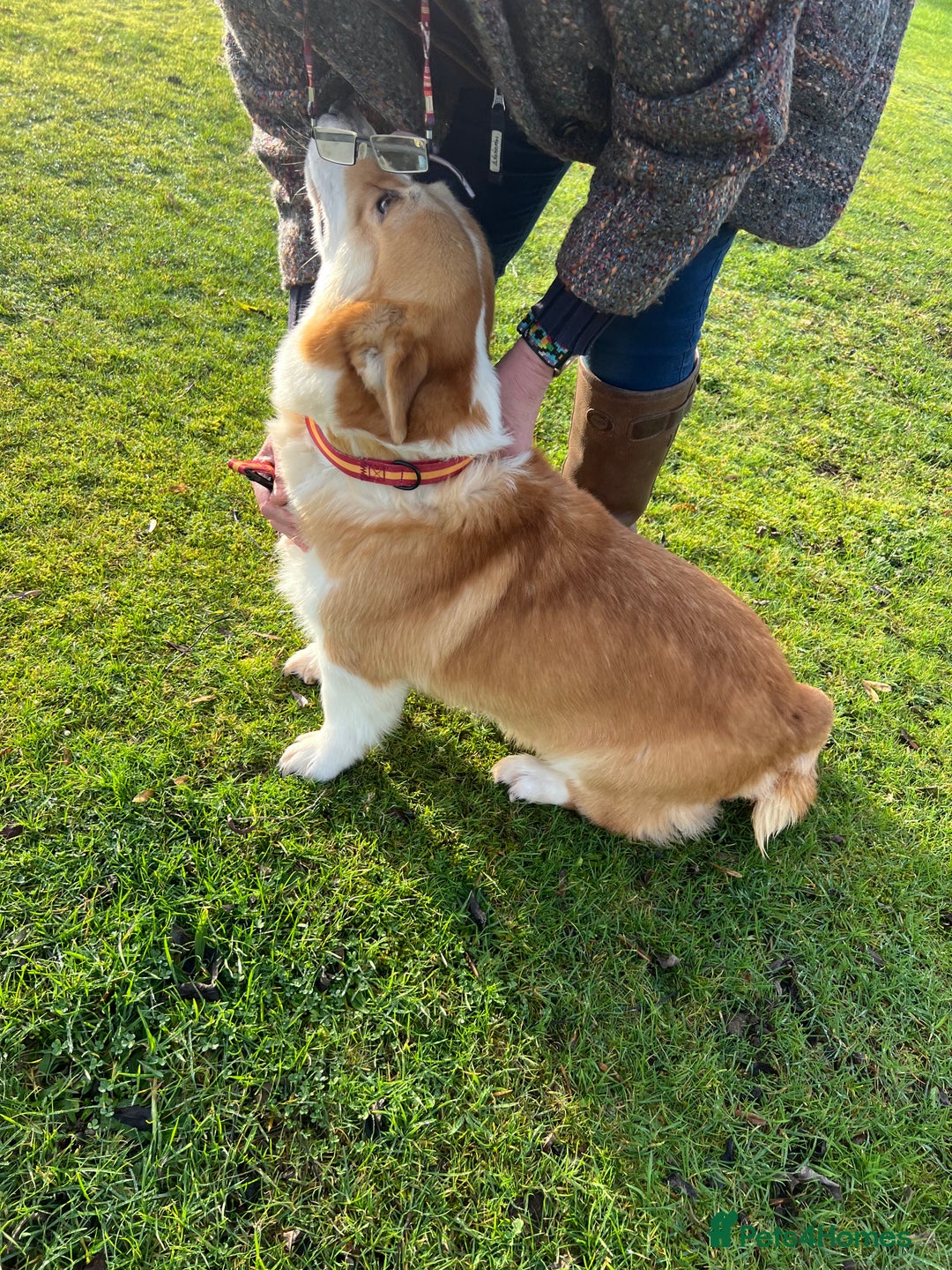 Welsh Corgi Pembroke dogs for sale: Corgi  - Advert 7